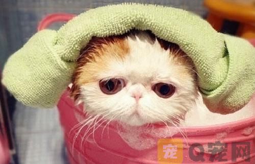 猫咪洗澡后怎么吹干？